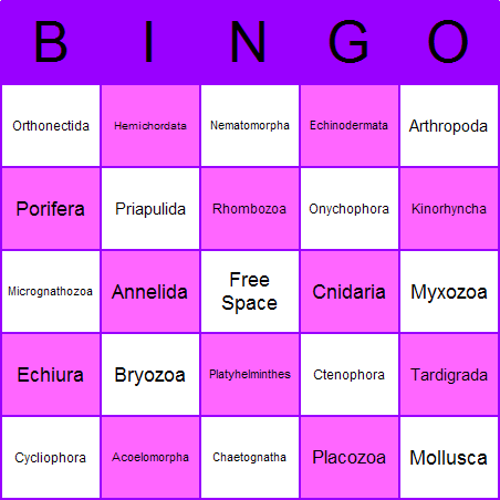 Animal Phyla Bingo Card